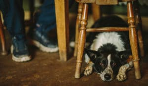 The Best Pub Guide - A black and white dog relaxes under a wooden chair, gazing up attentively as someone sits nearby—perfectly capturing the cosy, welcoming atmosphere you’ll find at a truly dog-friendly pub in the UK. | Pub Directory UK